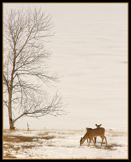 deer-scene-by-mike-hodgson-447x551