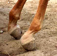 foal-deformity-1