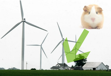 Guinea-pig-and-wind-farm-2-447x304