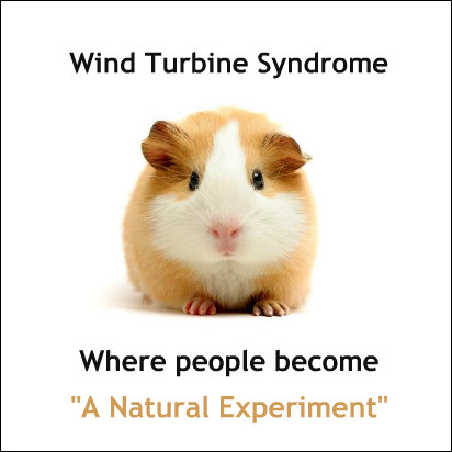 guinea pig