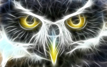 owl 3