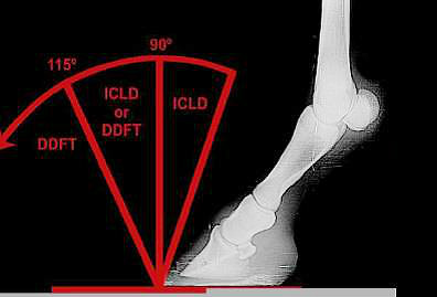 Foal-Deformity-2a