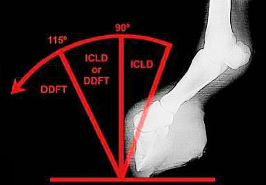 Foal-Deformity-2b