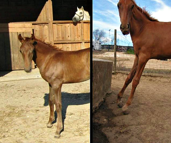 Foal-Deformity