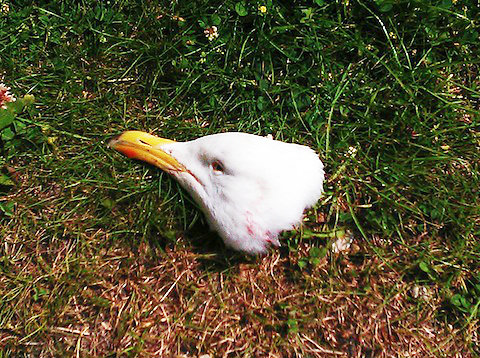 Seagull_head_11