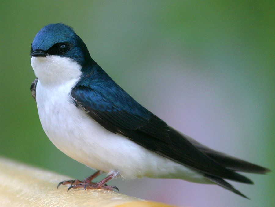 Tree-Swallow