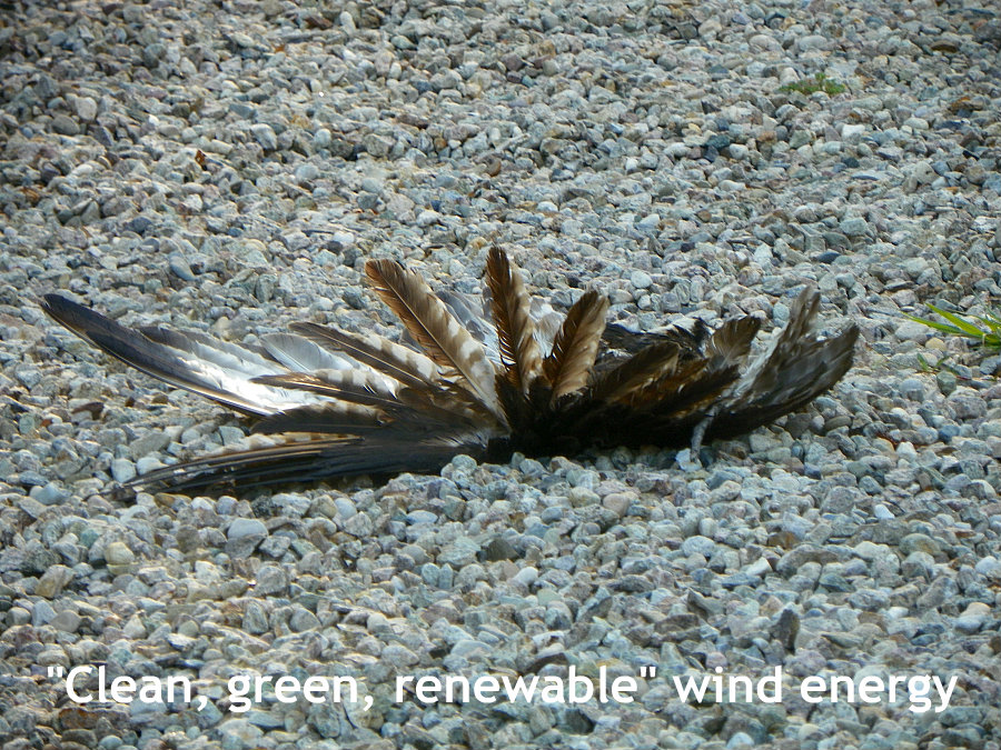 hawk fairhaven2