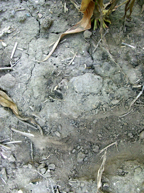 soil