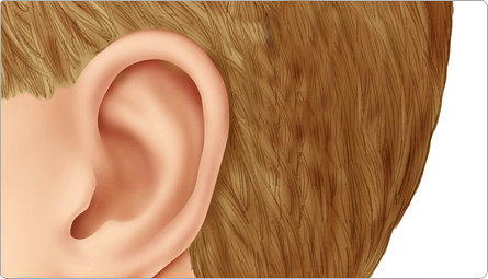 ear